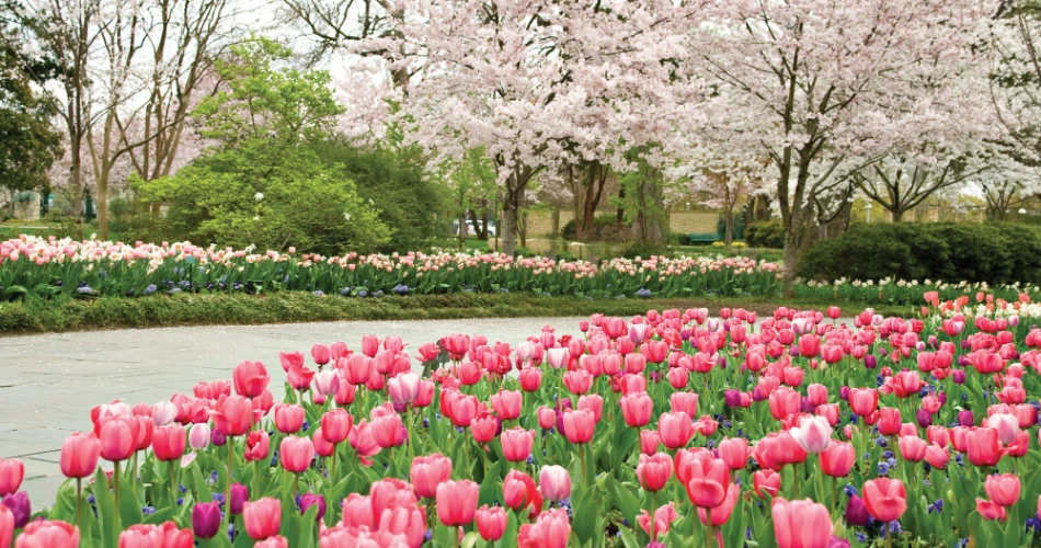 20 Aktiviti Terbaik di Dallas untuk Kanak-Kanak