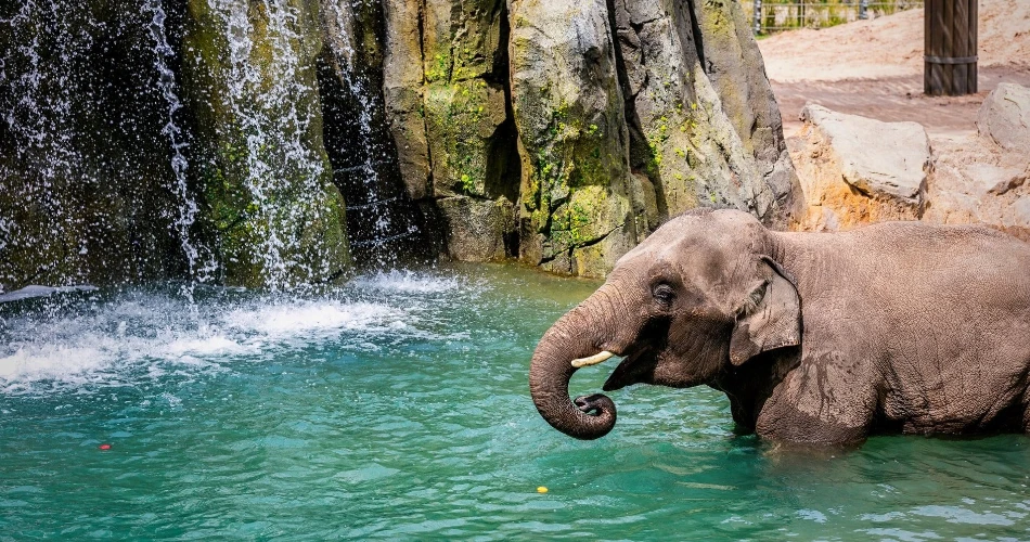 20 Aktiviti Terbaik di Dallas untuk Kanak-Kanak