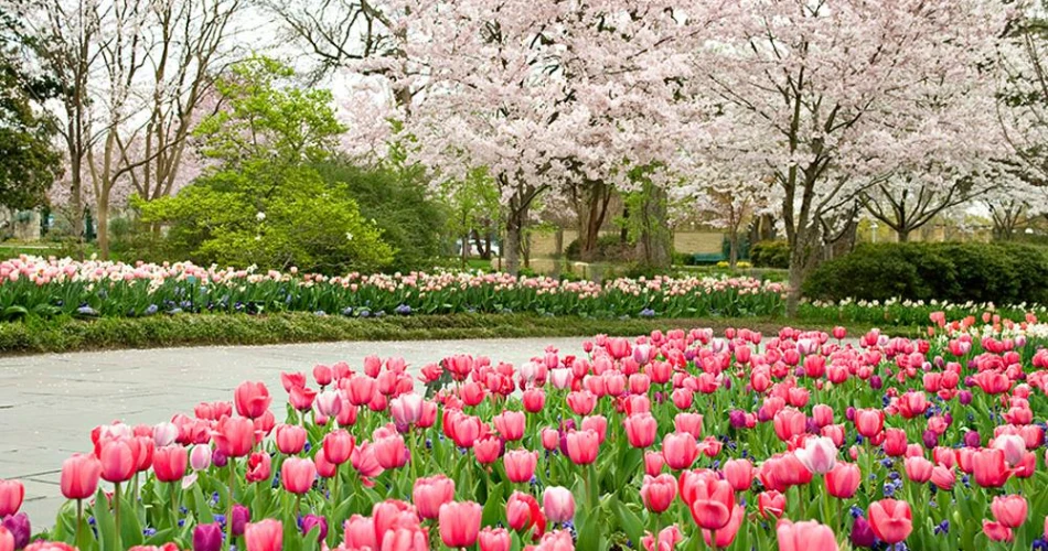 24 Jam di Dallas – Panduan Perjalanan Lengkap